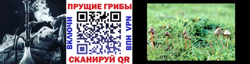 Галлюциногенные грибы прущие грибы  Купить  Чишмы 